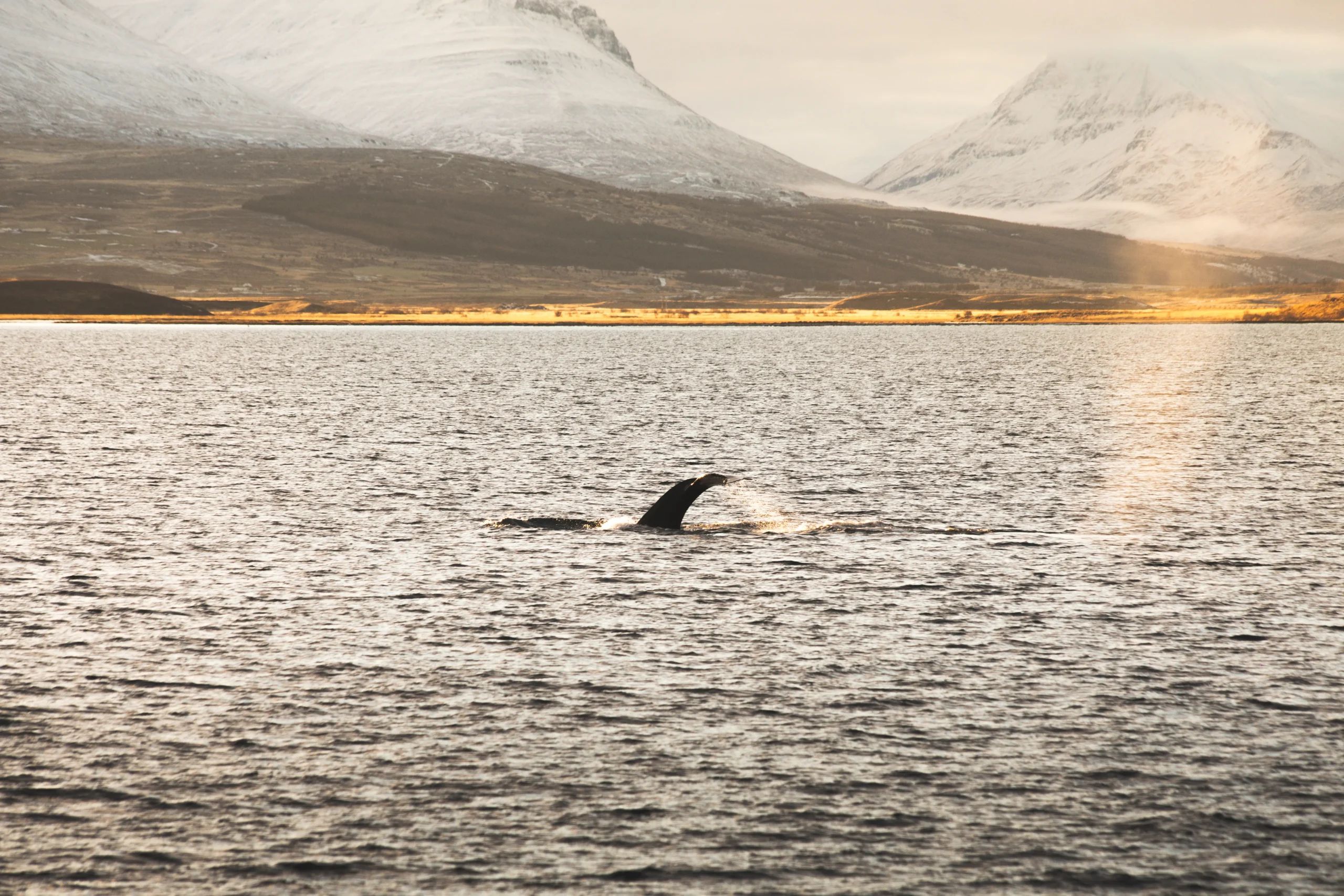 humpback whale North Iceland tour 