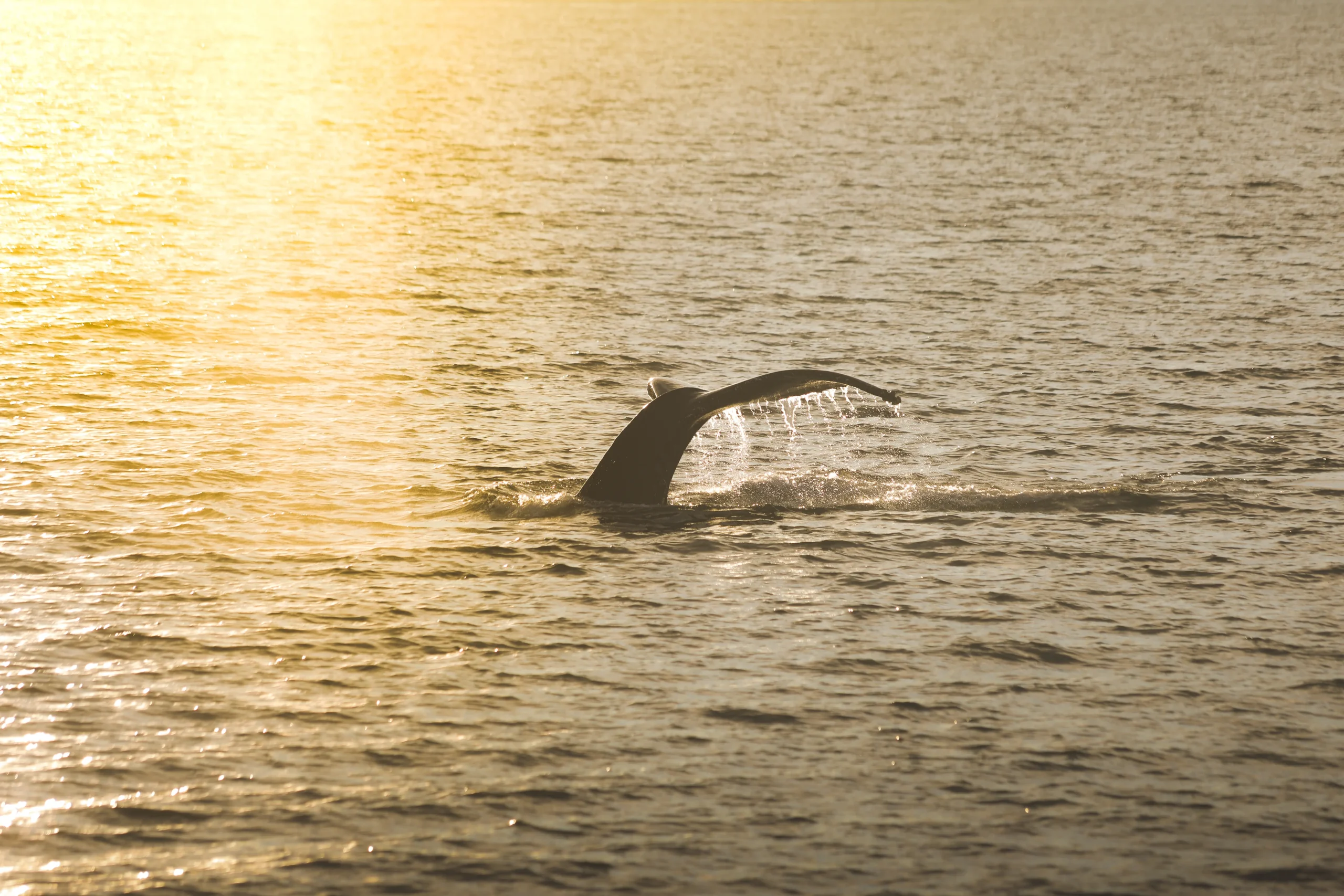 humpback whale North Iceland tour 