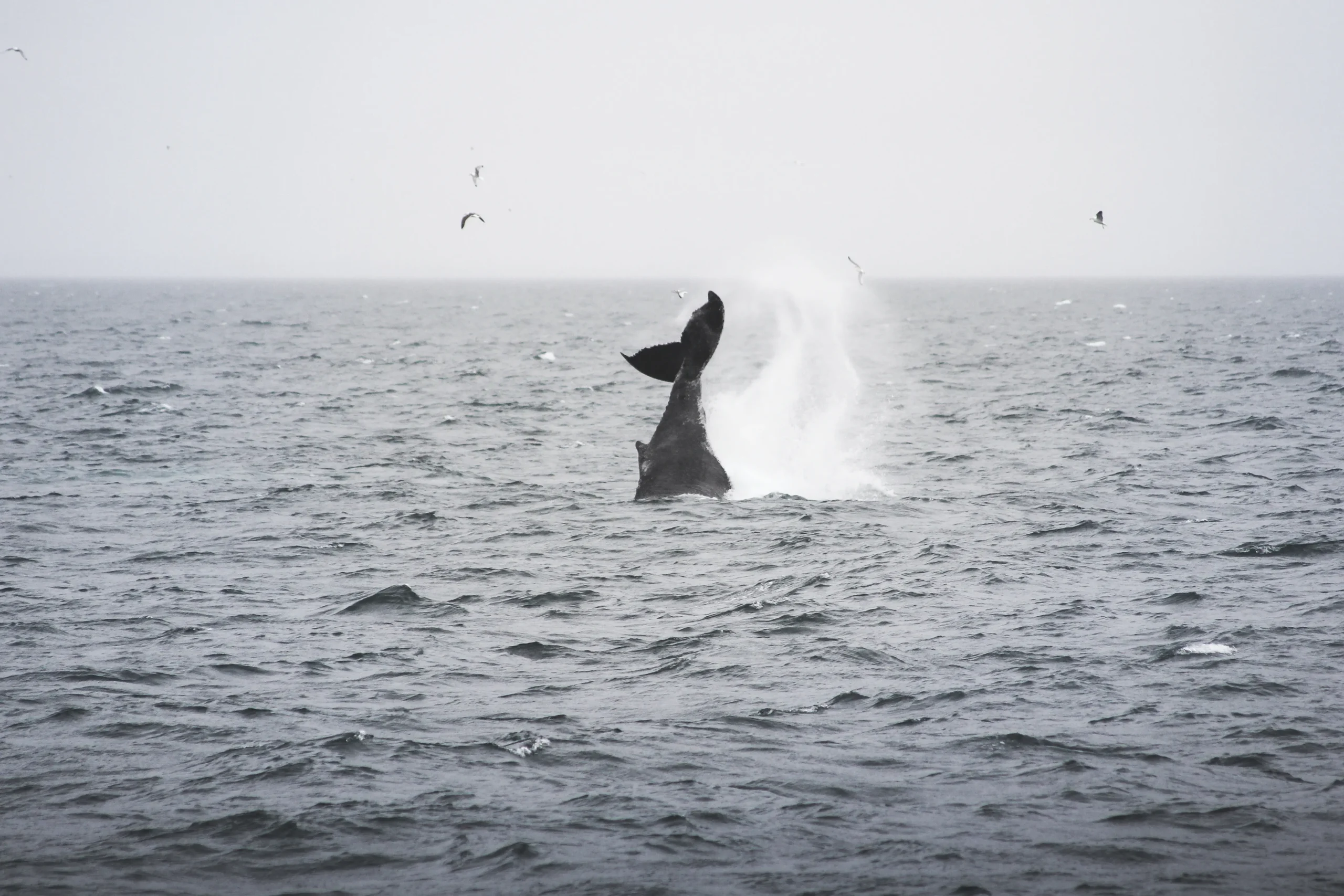 humpback whale North Iceland tour 