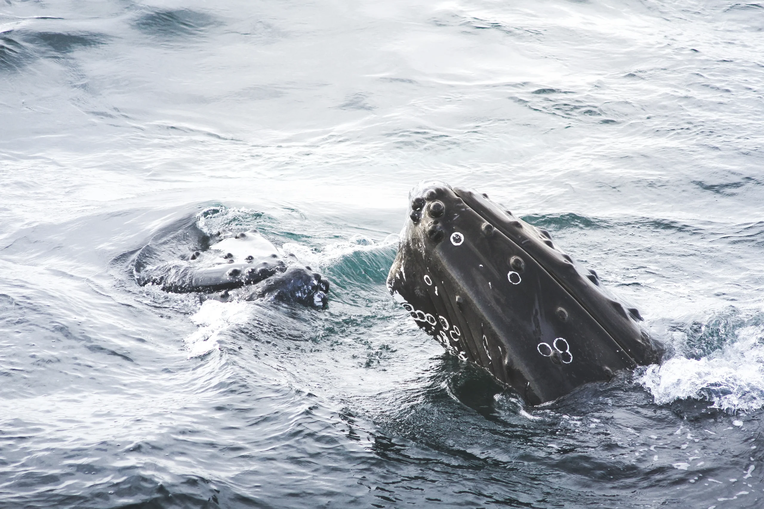 humpback whale North Iceland tour 