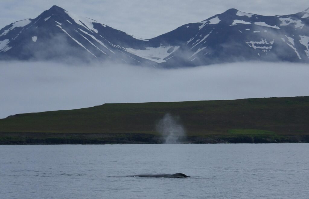 Majestic whale breaching with snow-capped mountains in Akureyri, Iceland.